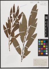 Foto von Salix stipularis Sm.